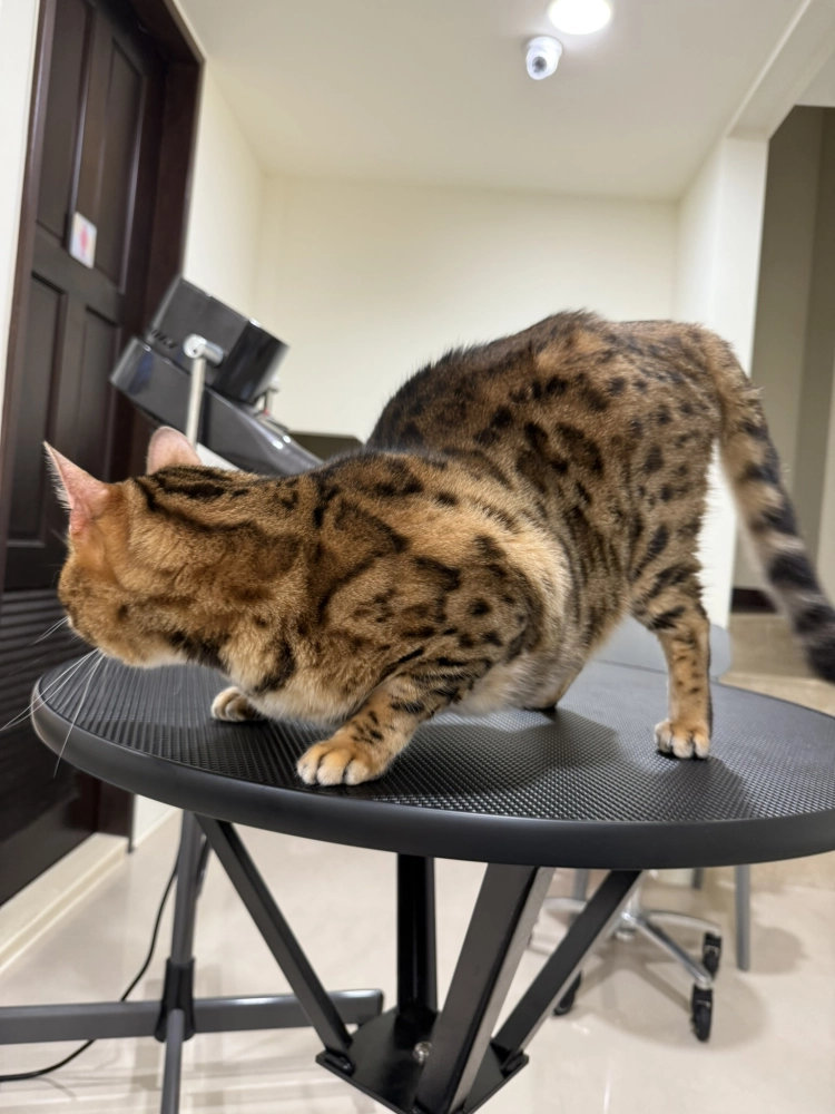 豹仔/孟加拉豹貓