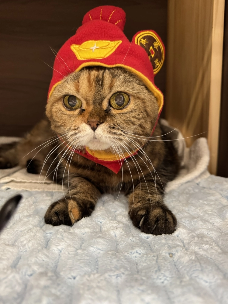 小菲子(摺耳加菲)