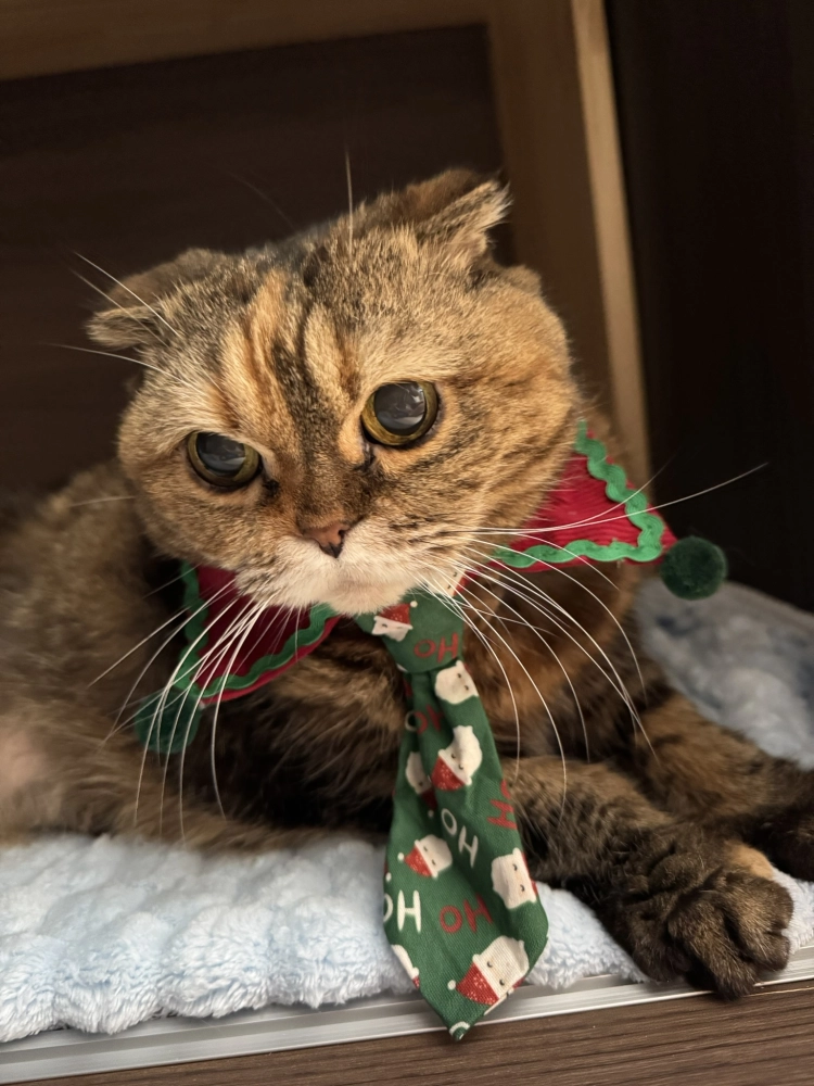 小菲子(摺耳加菲)