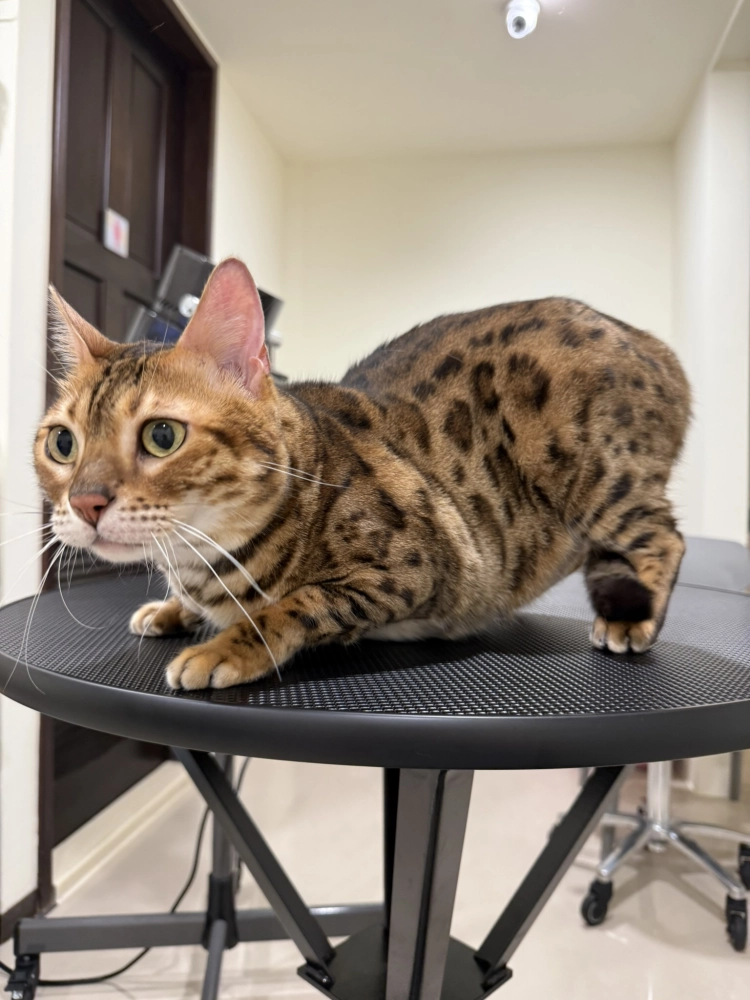 豹仔/孟加拉豹貓