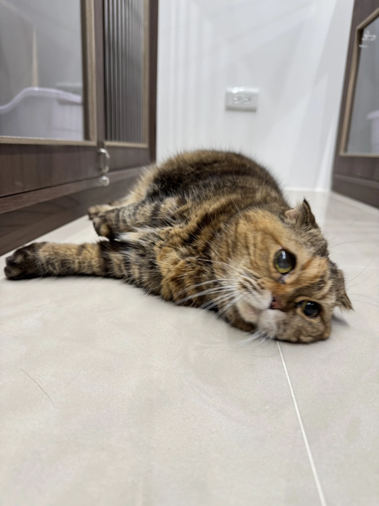 小菲子(摺耳加菲)