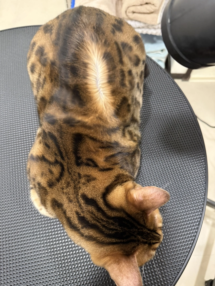 豹仔/孟加拉豹貓