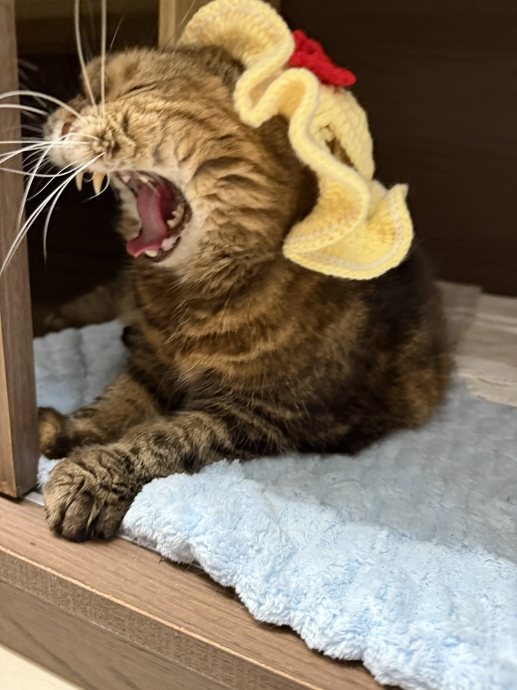 小菲子(摺耳加菲)