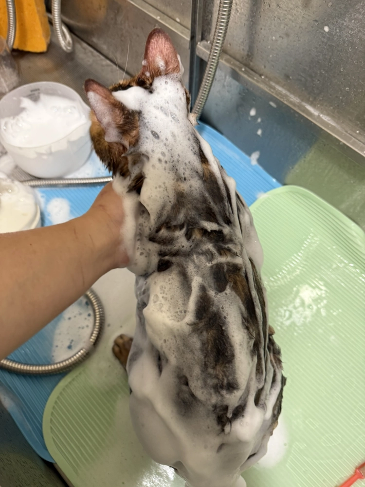 豹仔/孟加拉豹貓