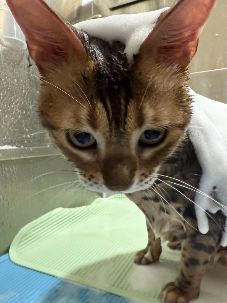 豹仔/孟加拉豹貓