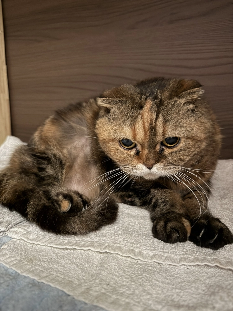 小菲子(摺耳加菲)