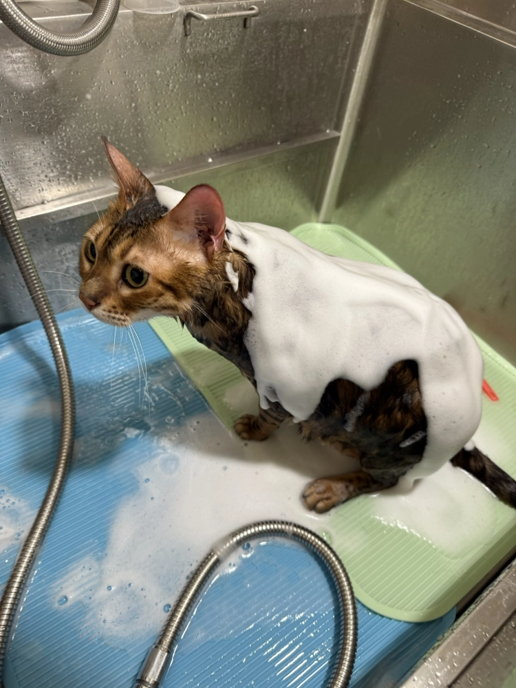 豹仔/孟加拉豹貓