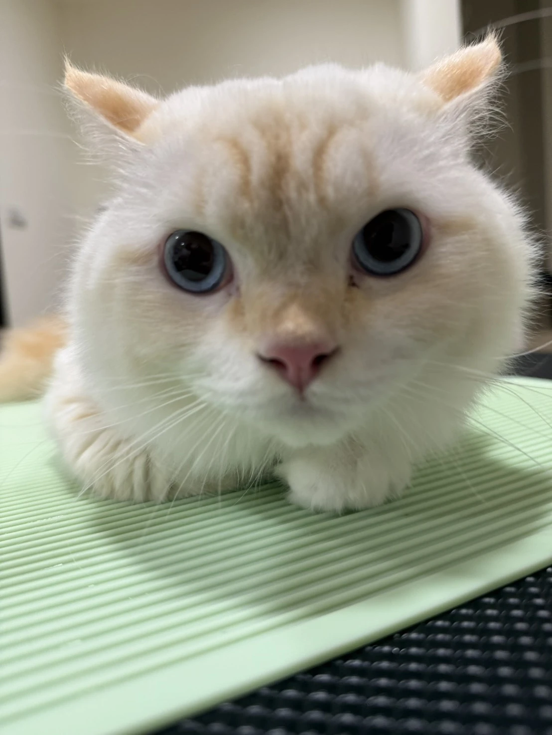 菲菲