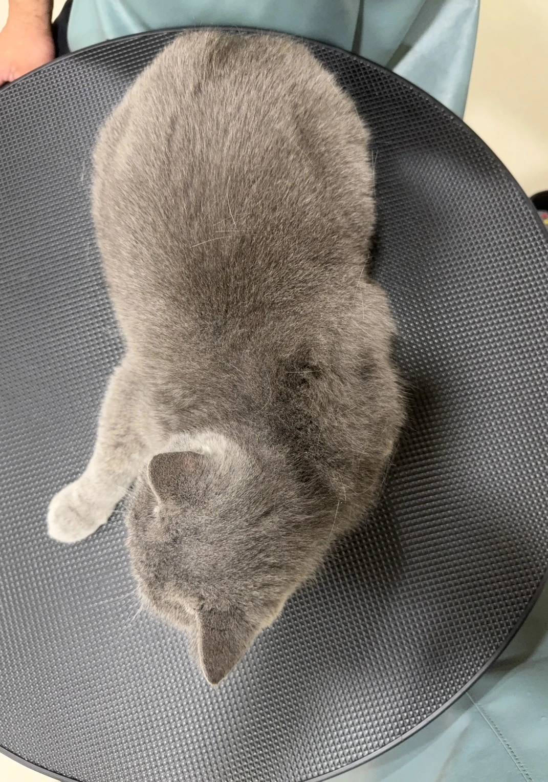老皮