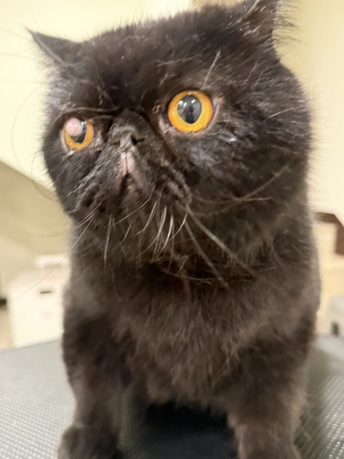 Oreo