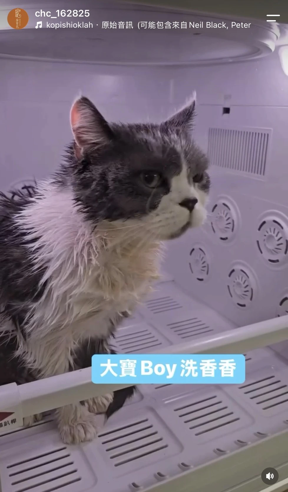 大寶