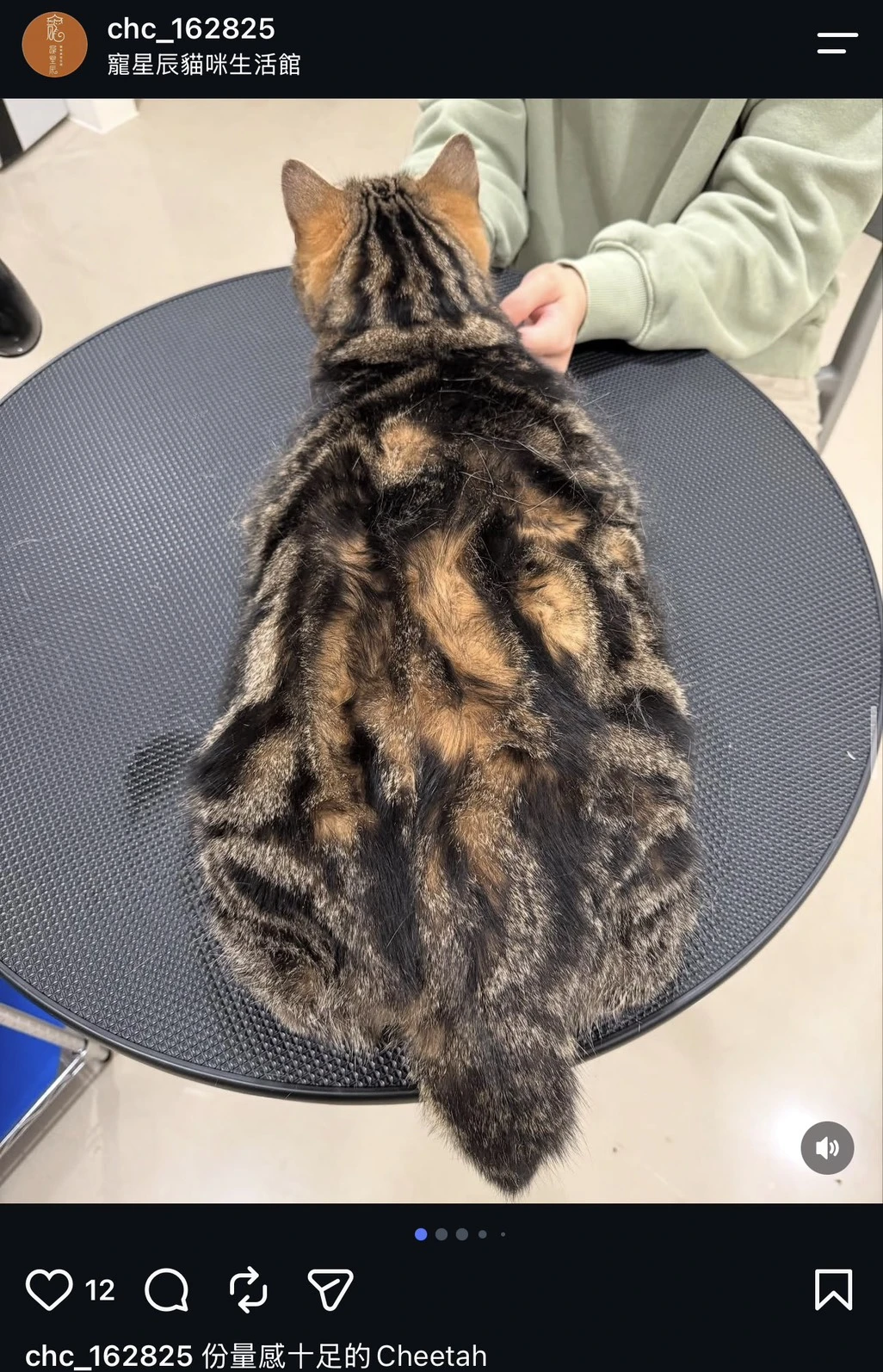 Cheetah