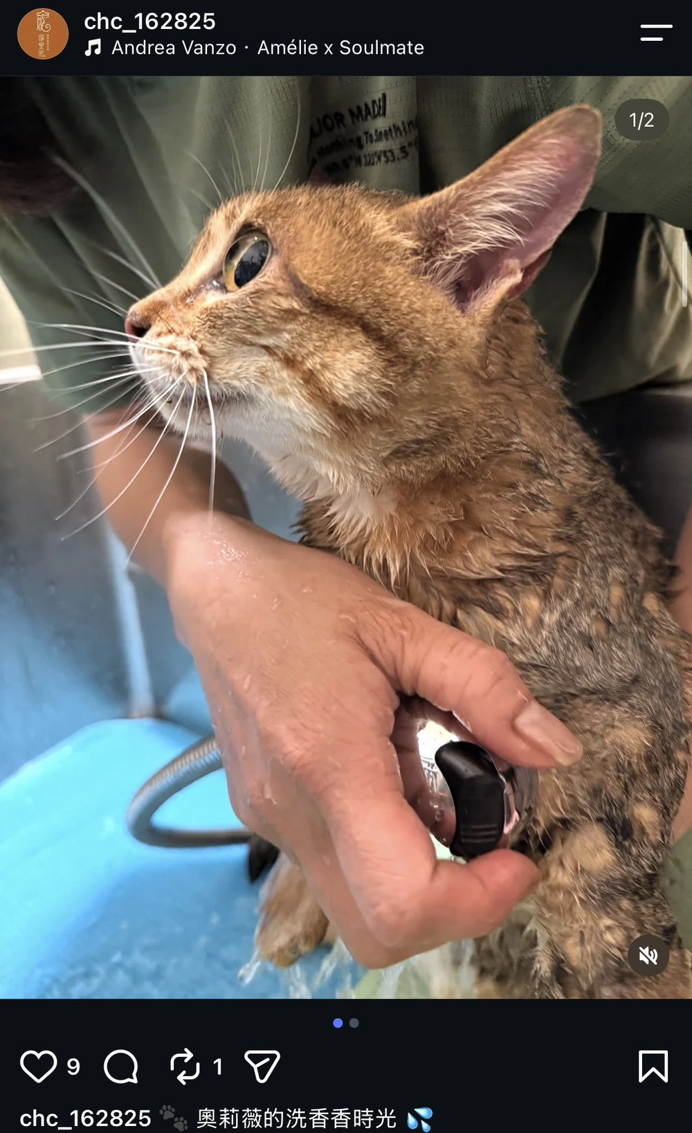 奧莉薇