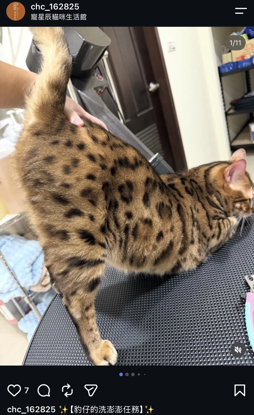 豹仔