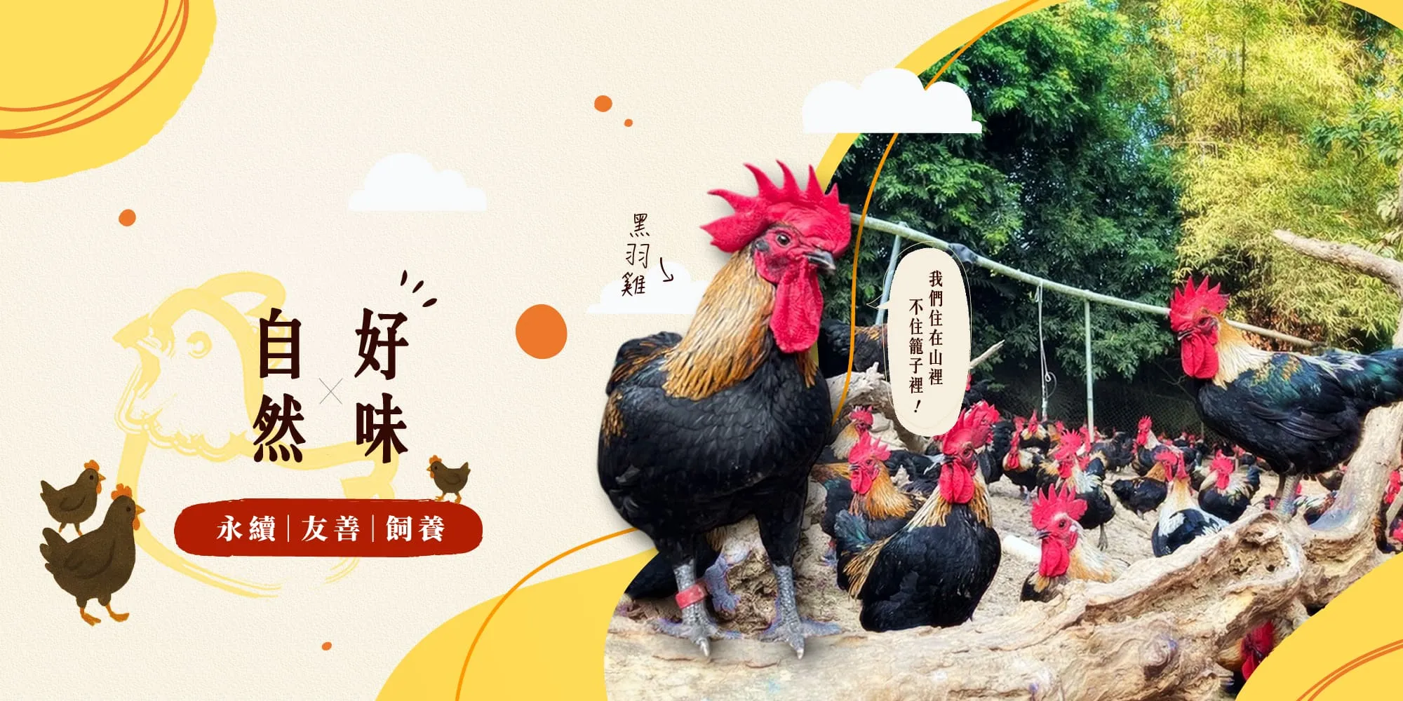 雞哥嫂放山黑羽雞-土雞訂購,土雞宅配,台南土雞訂購,楠西土雞宅配