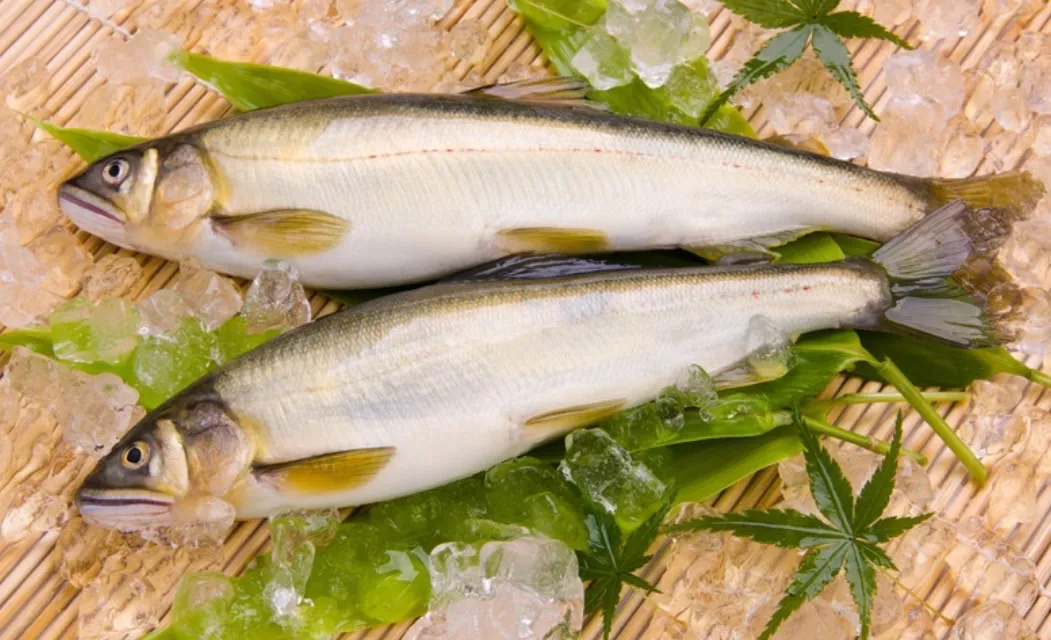 台灣香魚（公）