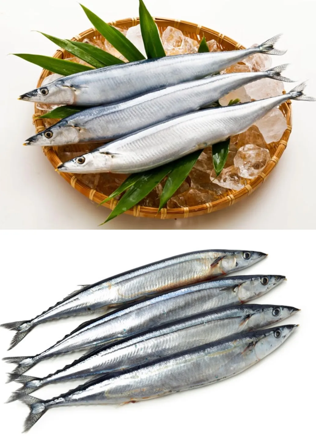 特大肥美1號秋刀魚