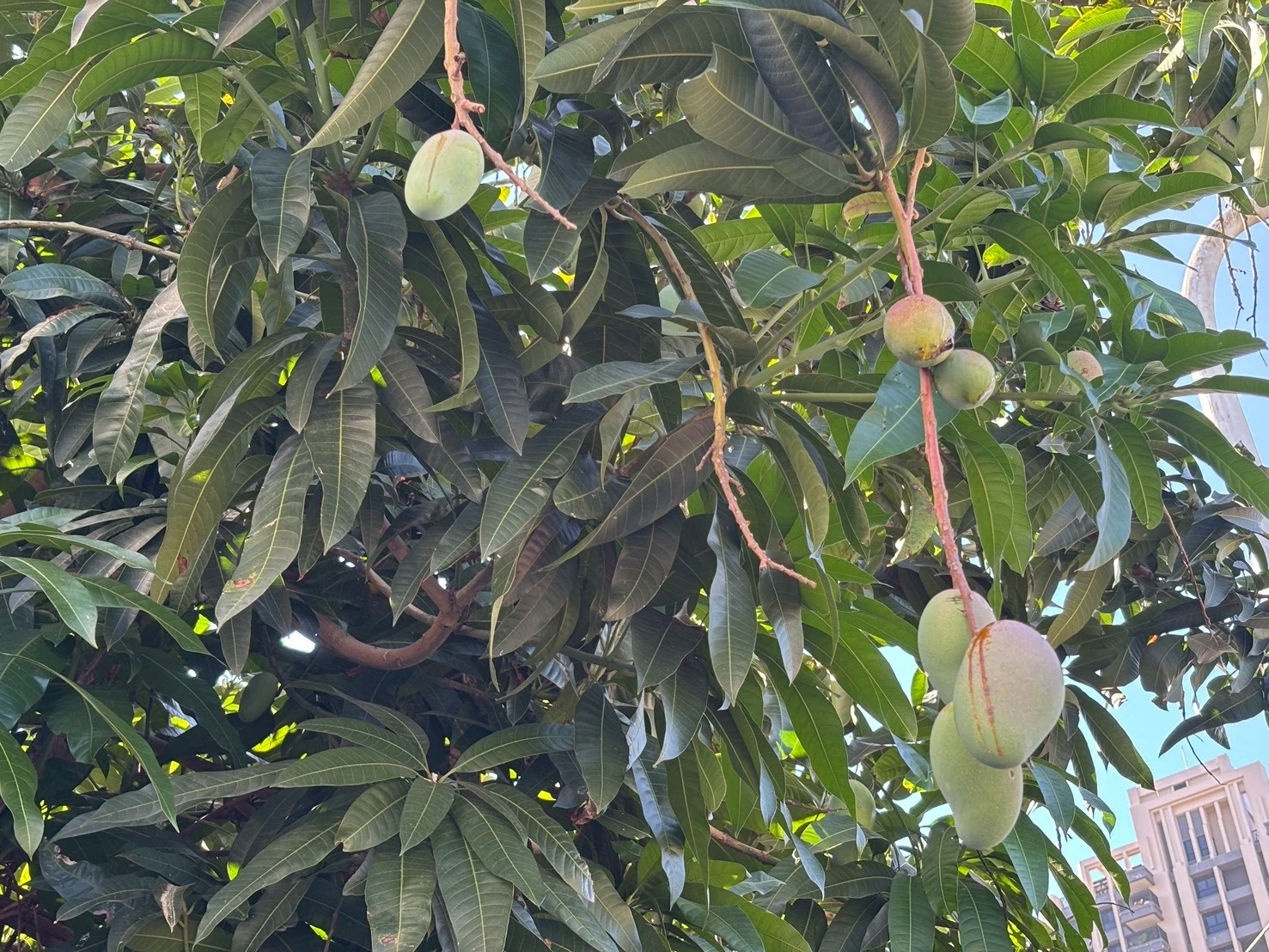 楠梓 華科居易