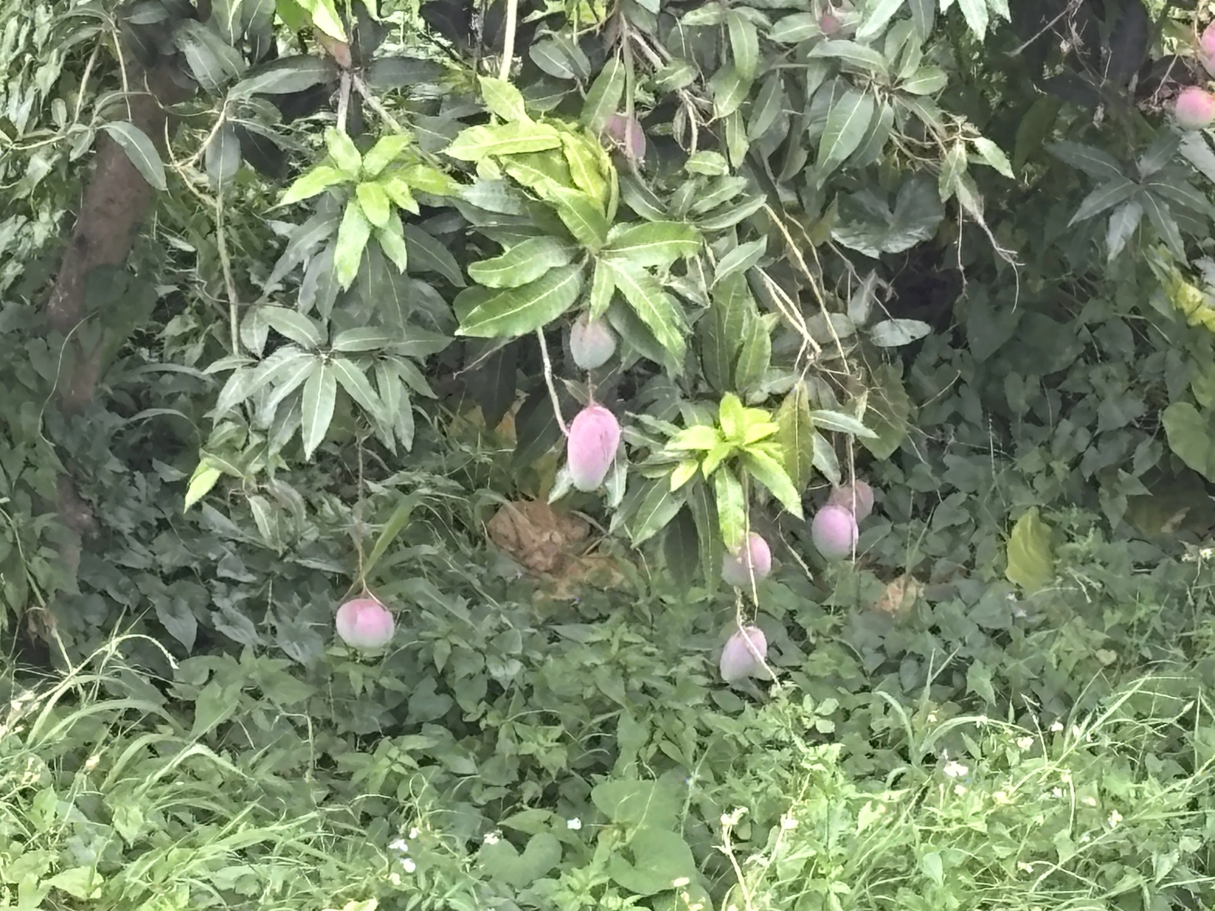 屏東 民生愛樂