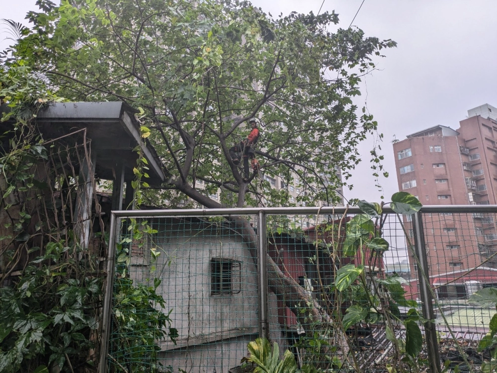 危險樹木處理