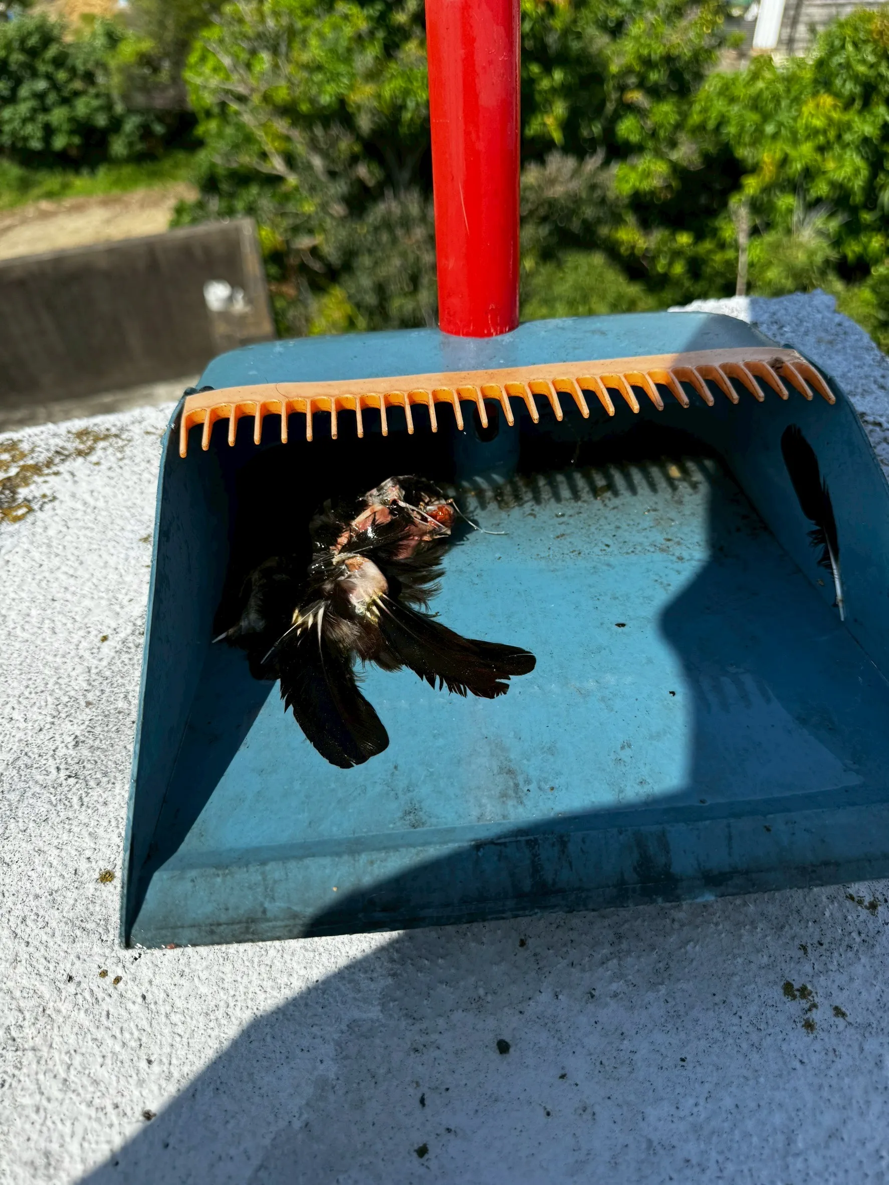 新竹陳先生水塔蓋子飛走( 鳥飛入溺斃清洗加消毒)