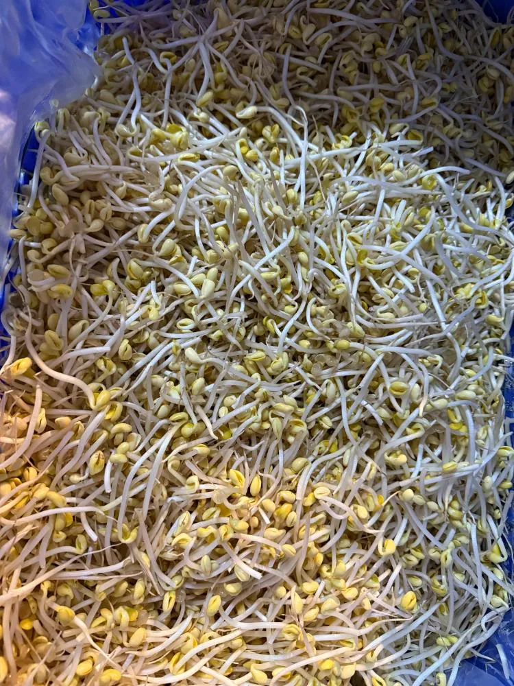 黃豆芽