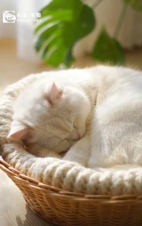 別讓壓力把你打倒，來角落有貓 放鬆一下吧