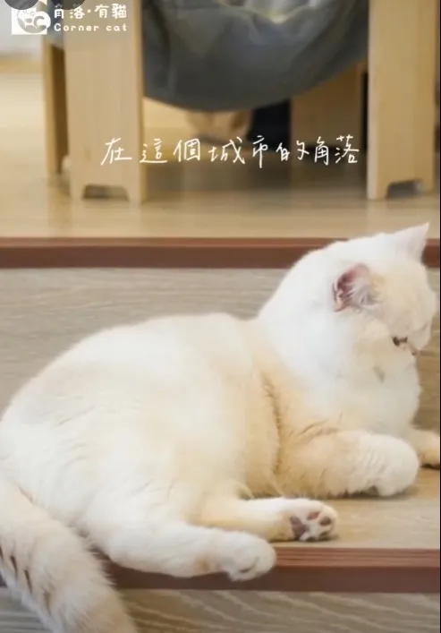 因為有貓，戀愛加分