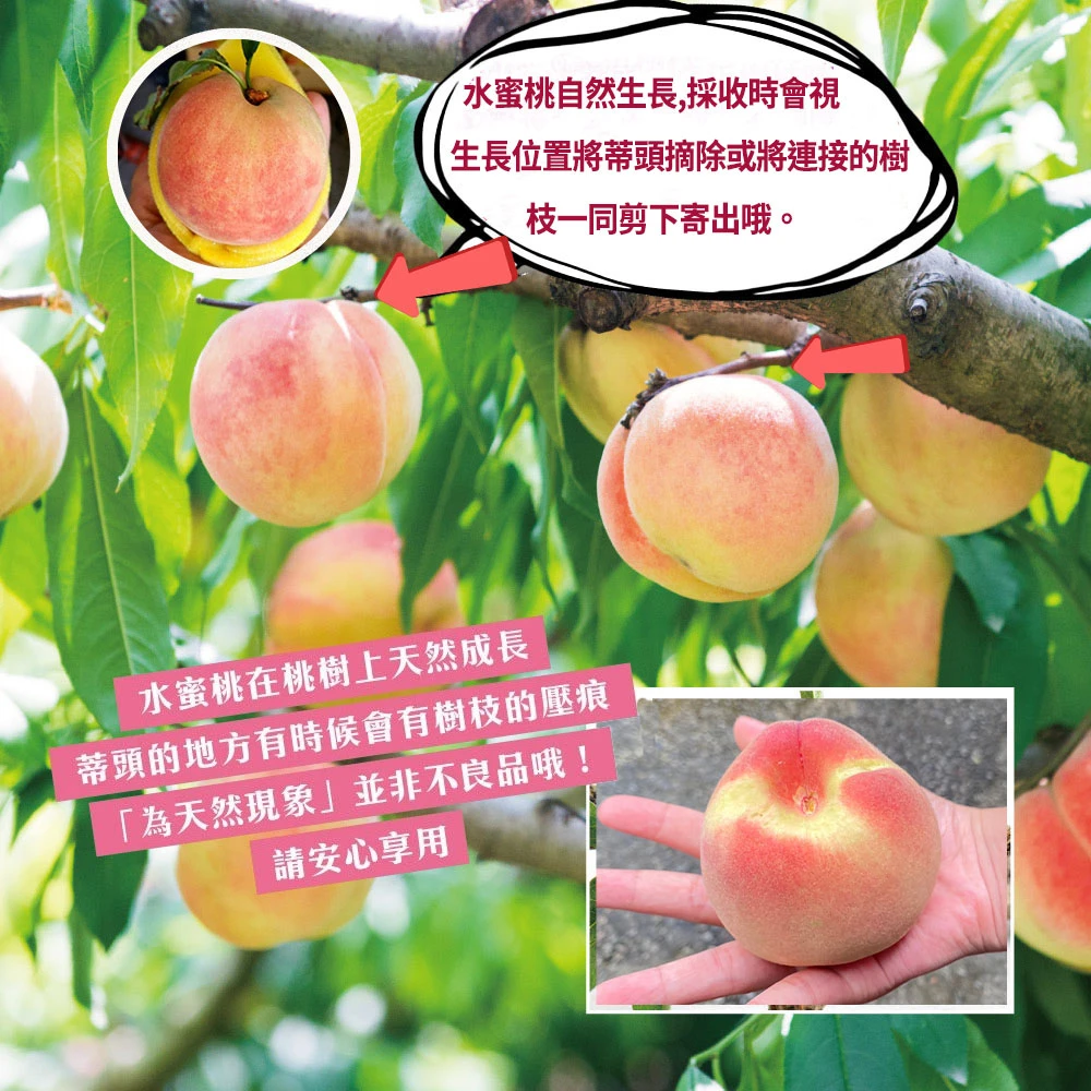 拉拉山上海蜜水蜜桃禮盒