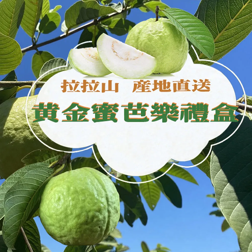 產地直送-拉拉山黃金蜜芭樂禮盒5斤6-10顆