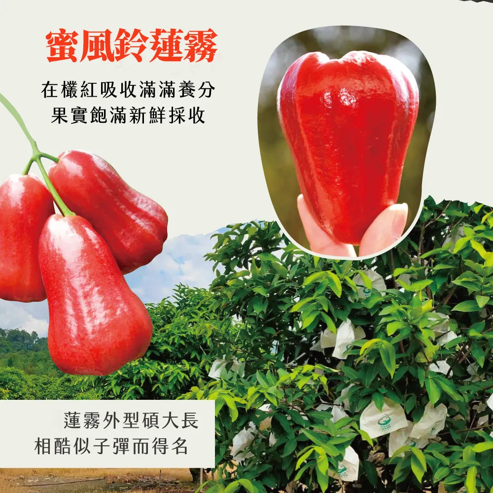 高雄六龜蜜風鈴蓮霧禮盒2斤/4斤