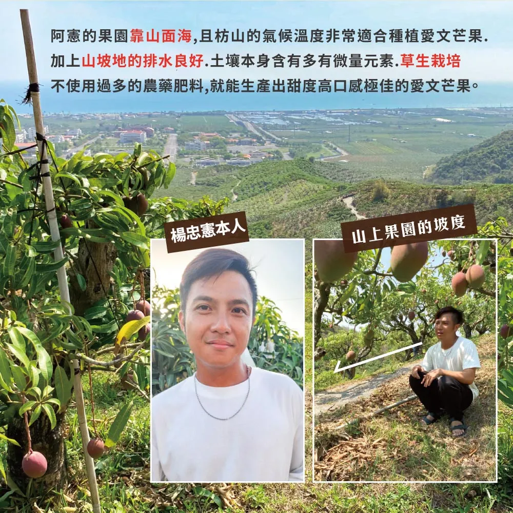 (屏東青農楊忠憲)枋山阿憲愛文芒果禮盒 5斤-即日起開始預購4/30開始陸續排單出貨