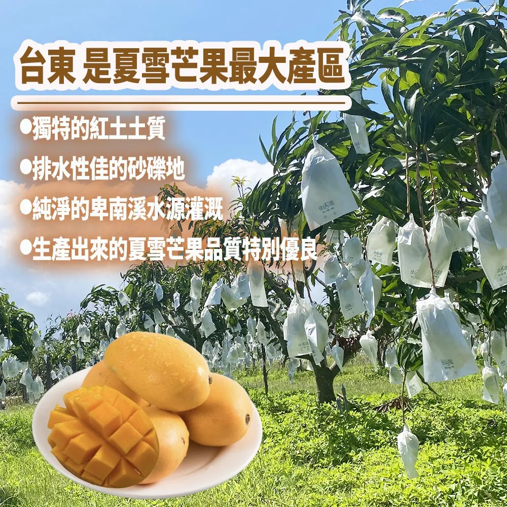 芒果界LV 台東夏雪芒果禮盒4斤4-8顆 6/15開始陸續出貨