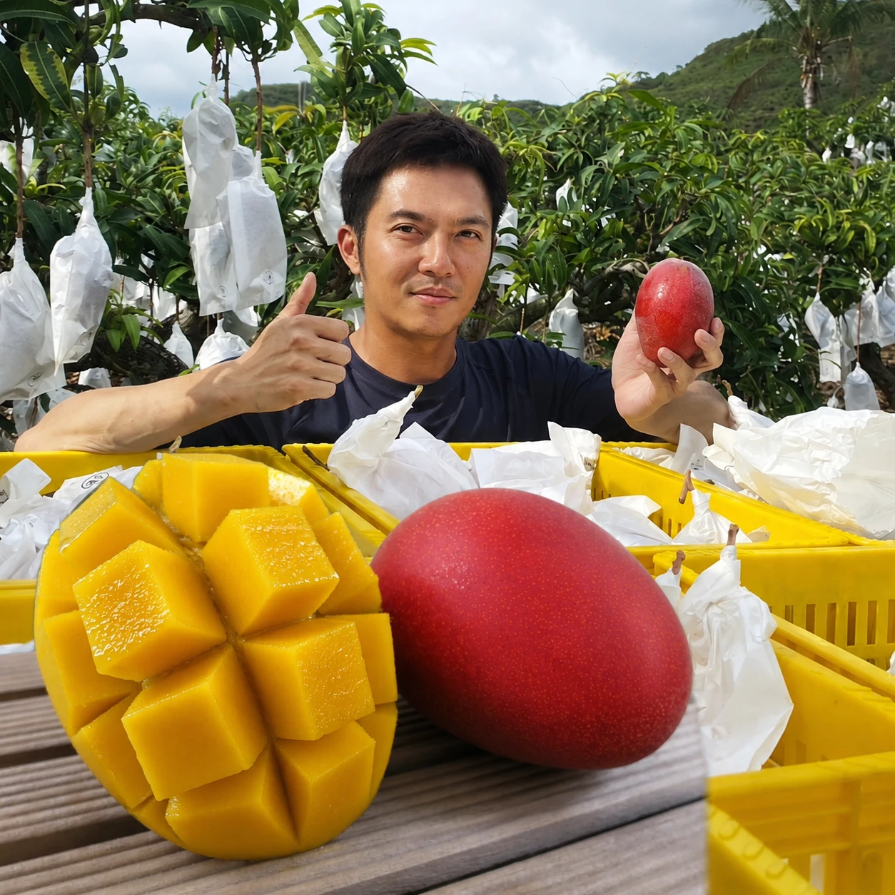 5/30-5/31脆友限定-楊忠憲愛文芒果(外銷大果) 10斤12-16顆x1箱
