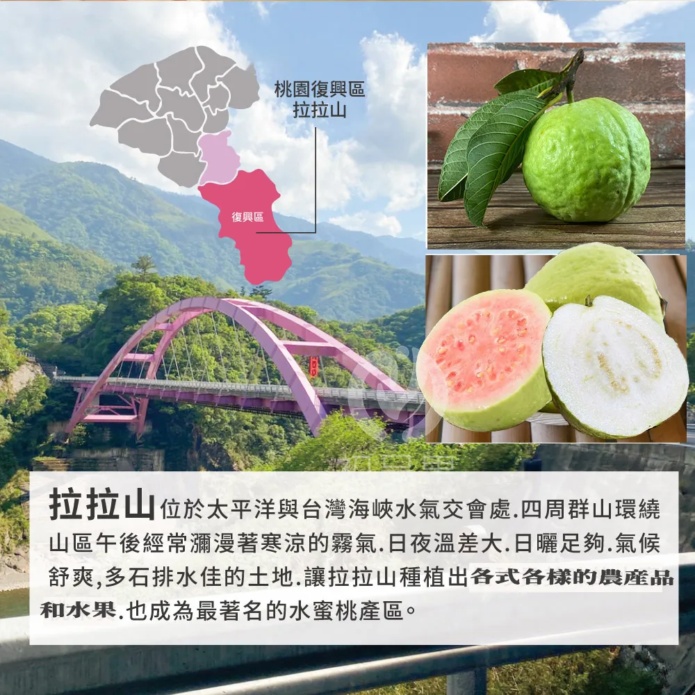 產地直送-拉拉山雙色蜜芭樂禮盒5斤6-10顆