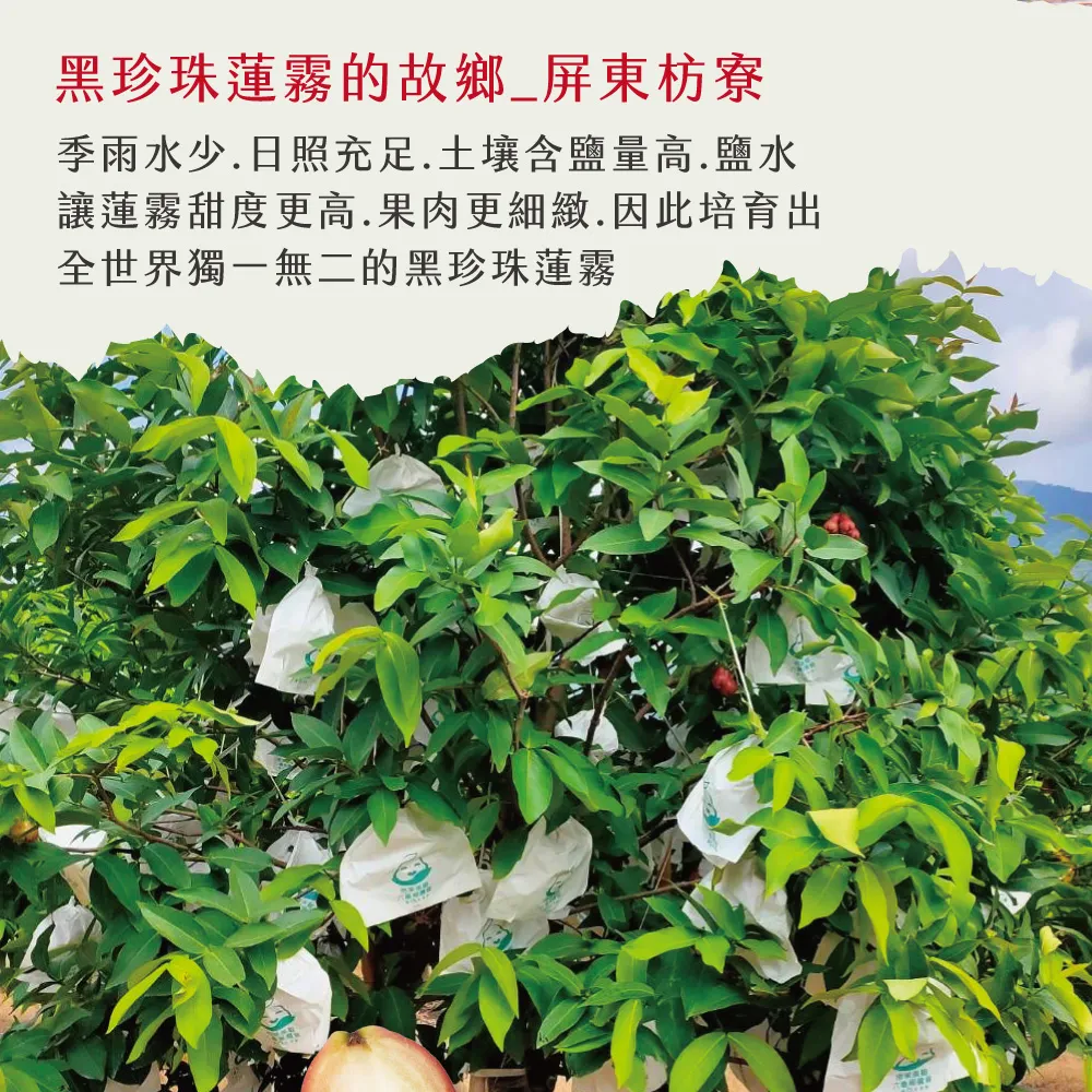 屏東枋寮黑珍珠蓮霧禮盒 3斤/4斤