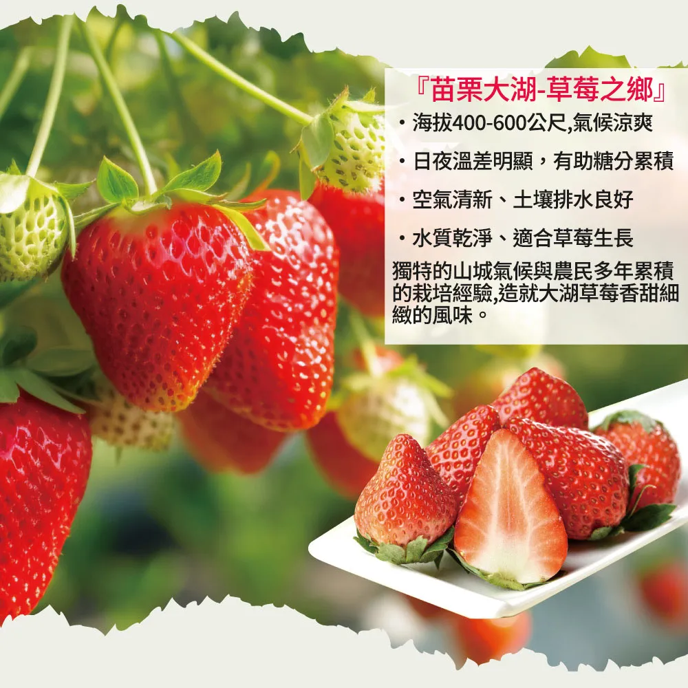 苗栗大湖香水草莓禮盒 2.5斤