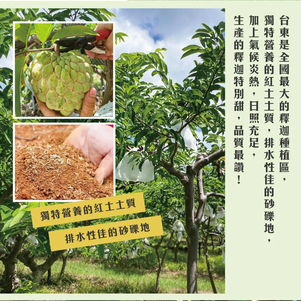 產地直送台東知本大目釋迦禮盒 5斤/10斤 