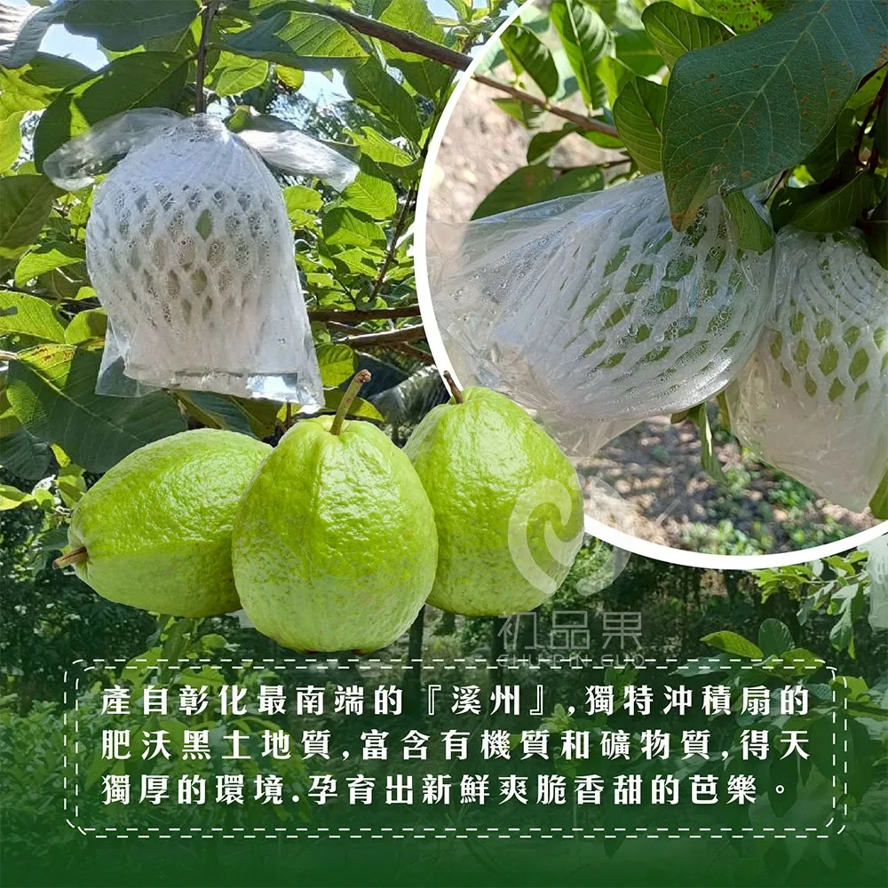 彰化溪州珍珠芭樂禮盒5斤6-10顆(冷藏配送)