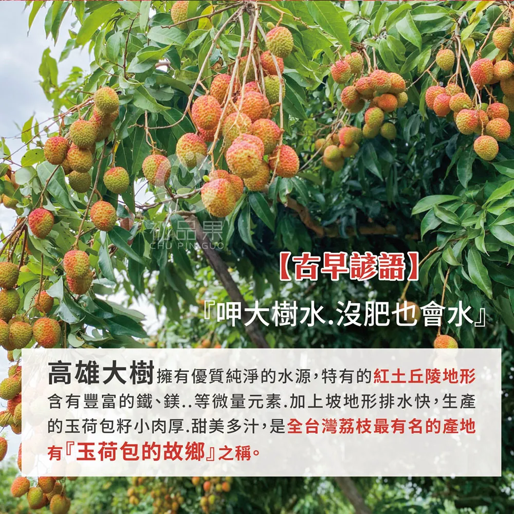 預購 季節限定 高雄大樹玉荷包禮盒3斤 冷藏配送  5/25開始陸續出貨