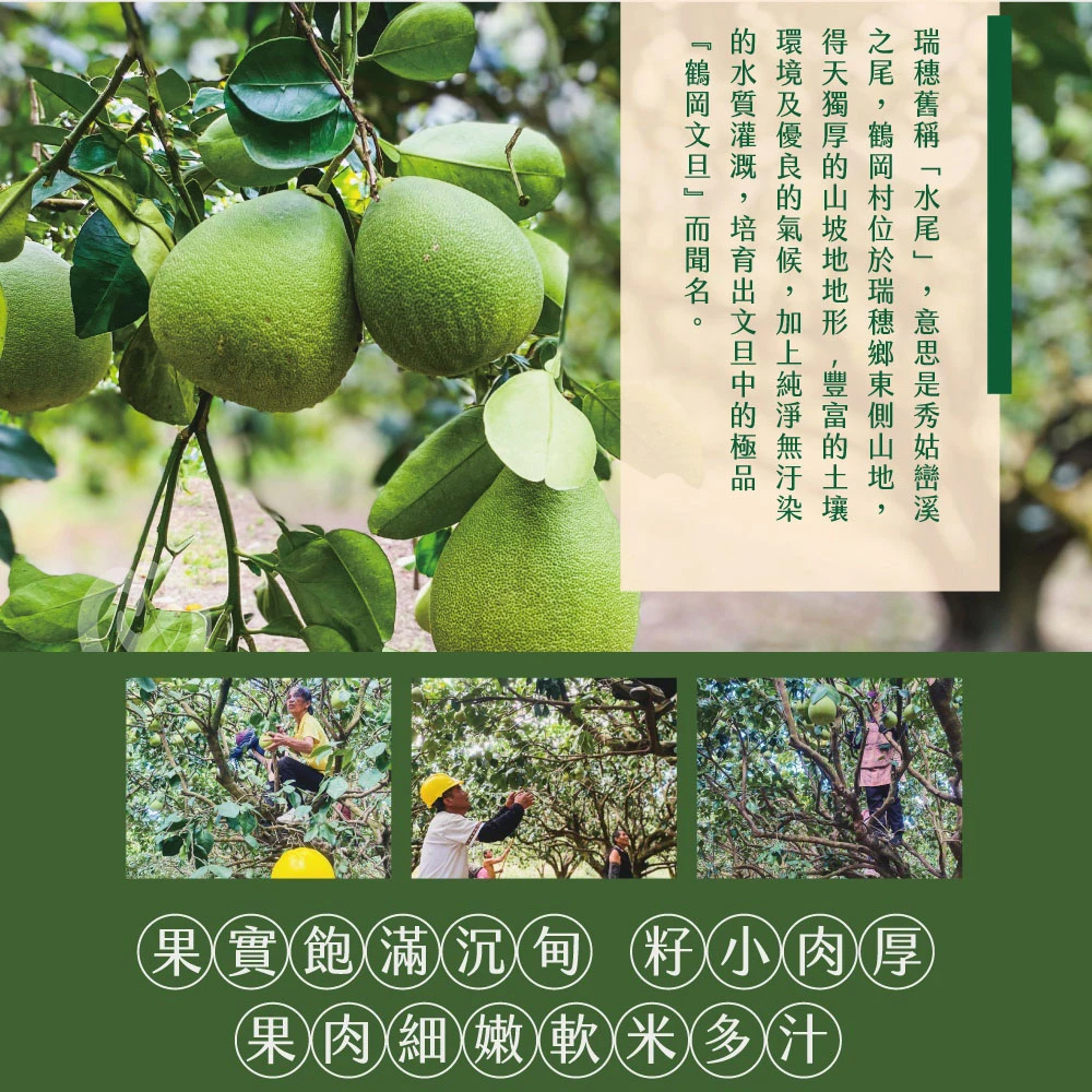 花蓮鶴岡老欉精品文旦禮盒  【歡迎企業大量訂購】
