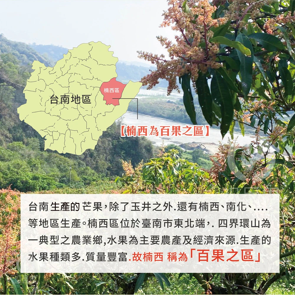 台南楠西金煌芒果 10斤