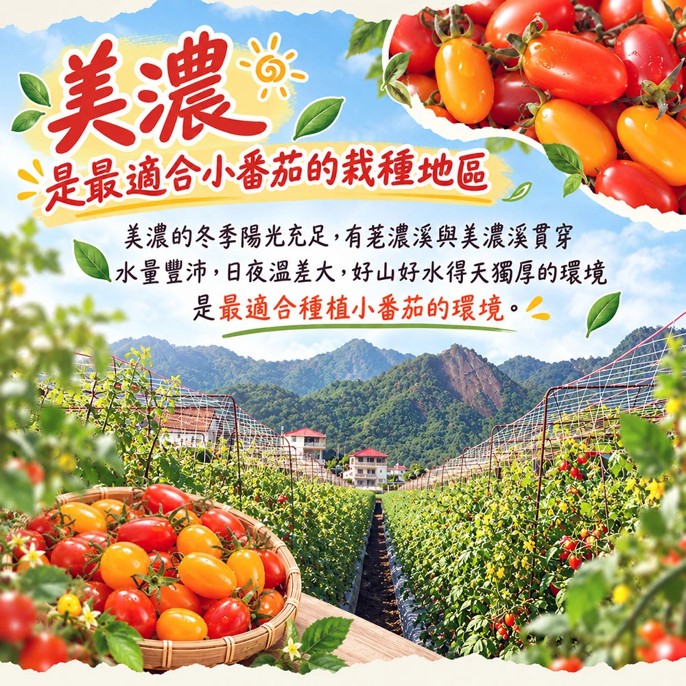 高雄美濃雙色橙蜜小番茄禮盒3斤  1盒/2盒/4盒/8盒