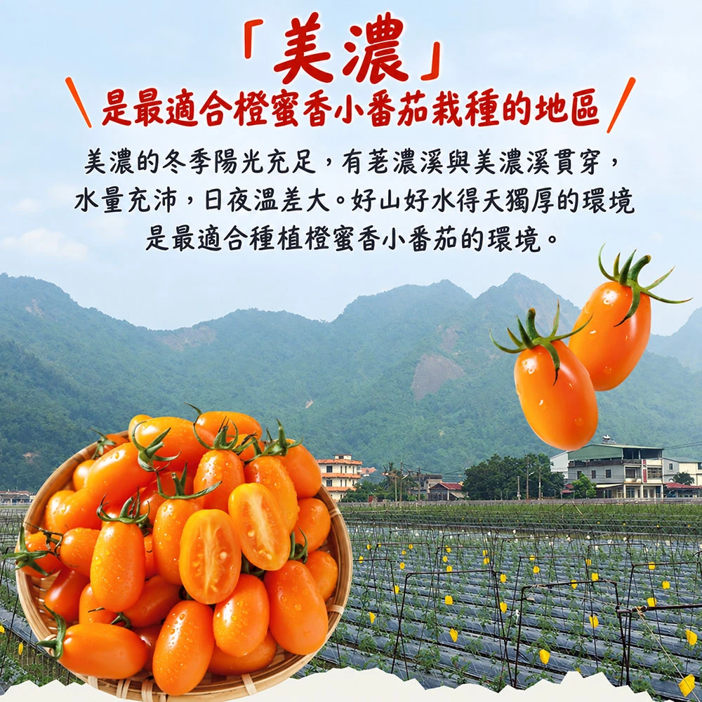 高雄美濃橙蜜香小番茄禮盒3斤 1盒/2盒/4盒/8盒