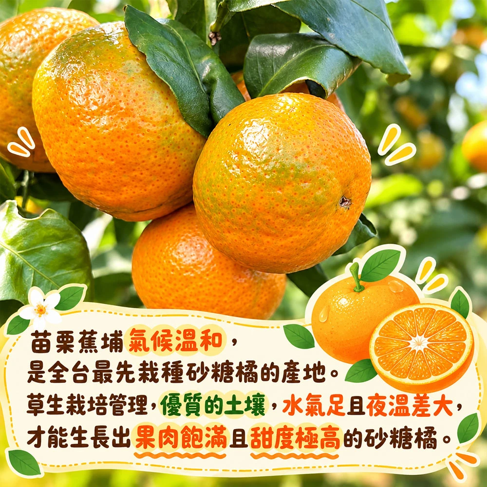 苗栗蕉埔砂糖橘禮盒3斤 1盒/2盒/4盒/8盒