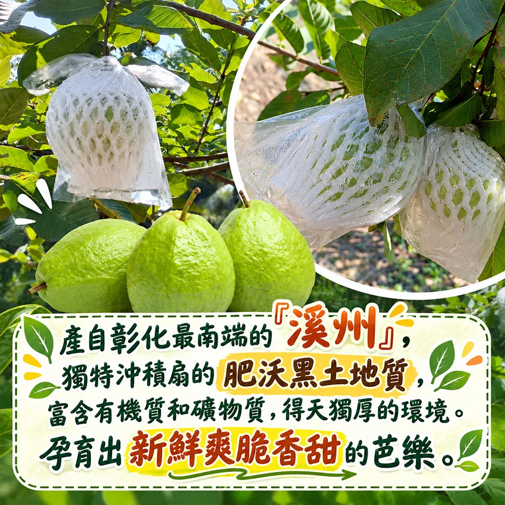 彰化溪州珍珠芭樂禮盒5斤6-10顆