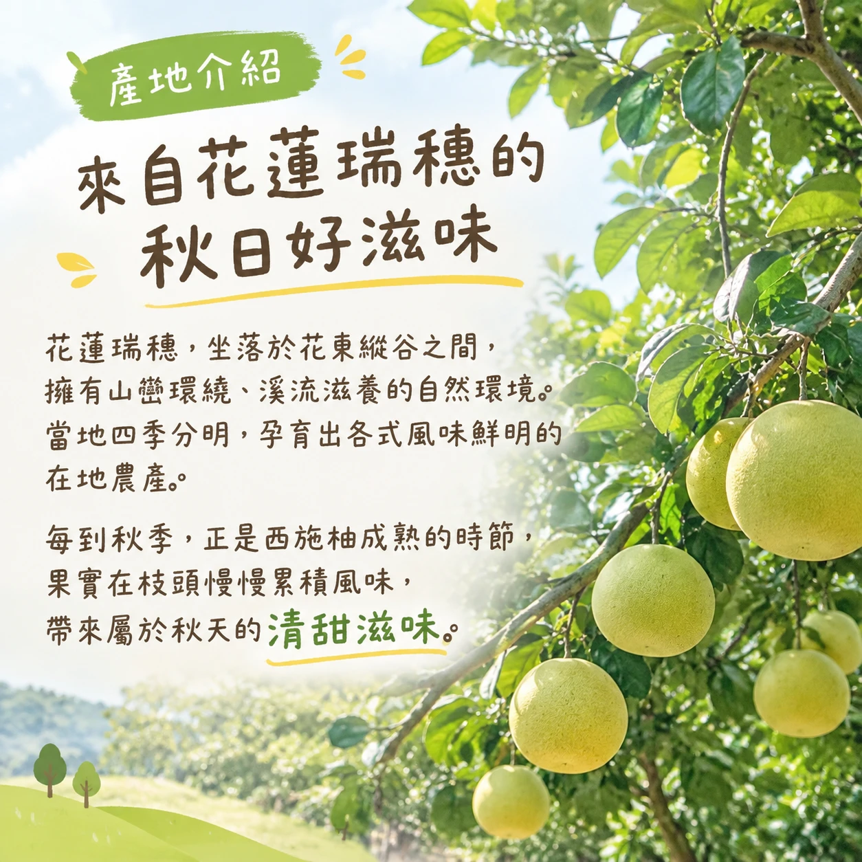花蓮瑞穗老欉西施柚10斤5-8顆 