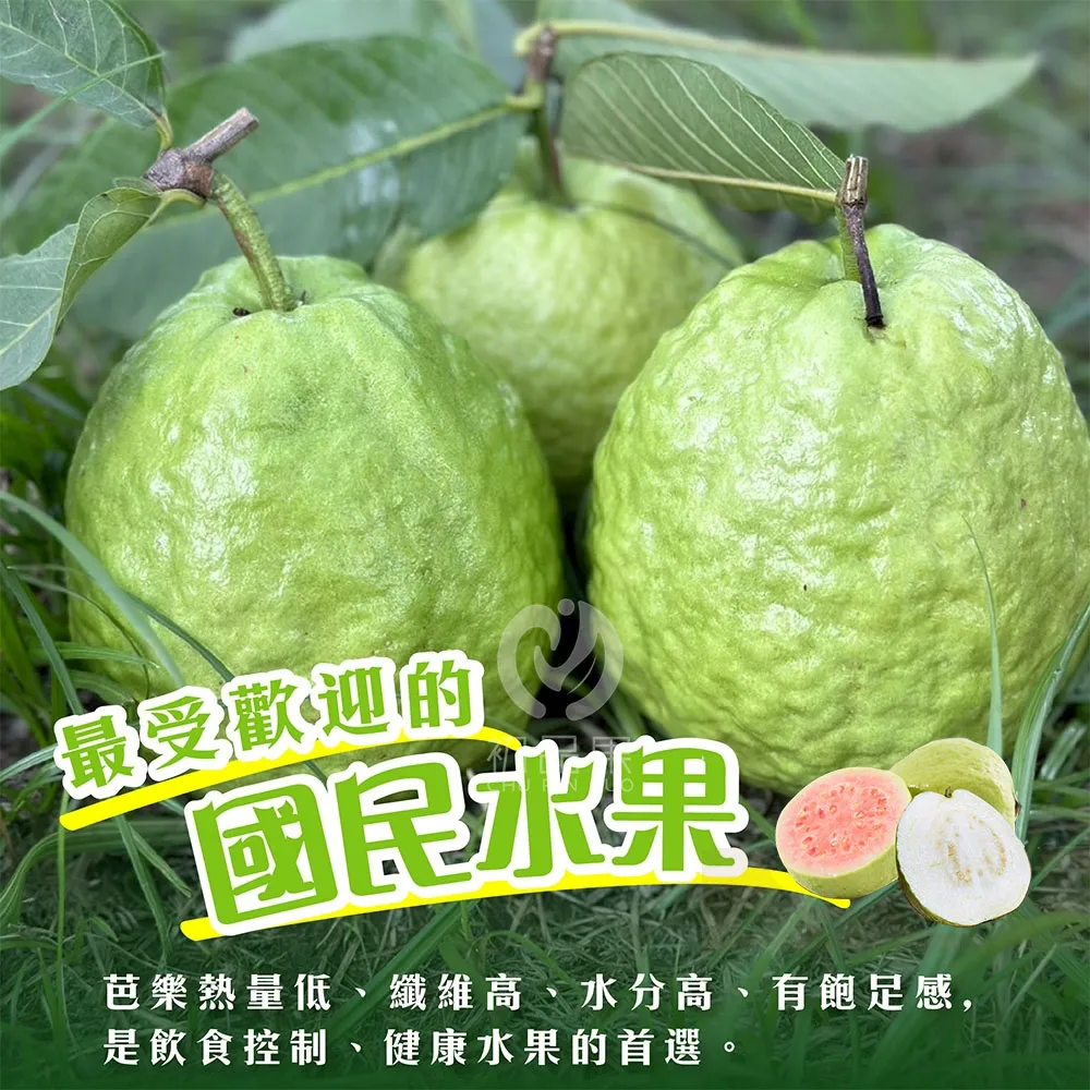 產地直送-拉拉山雙色蜜芭樂禮盒5斤6-10顆