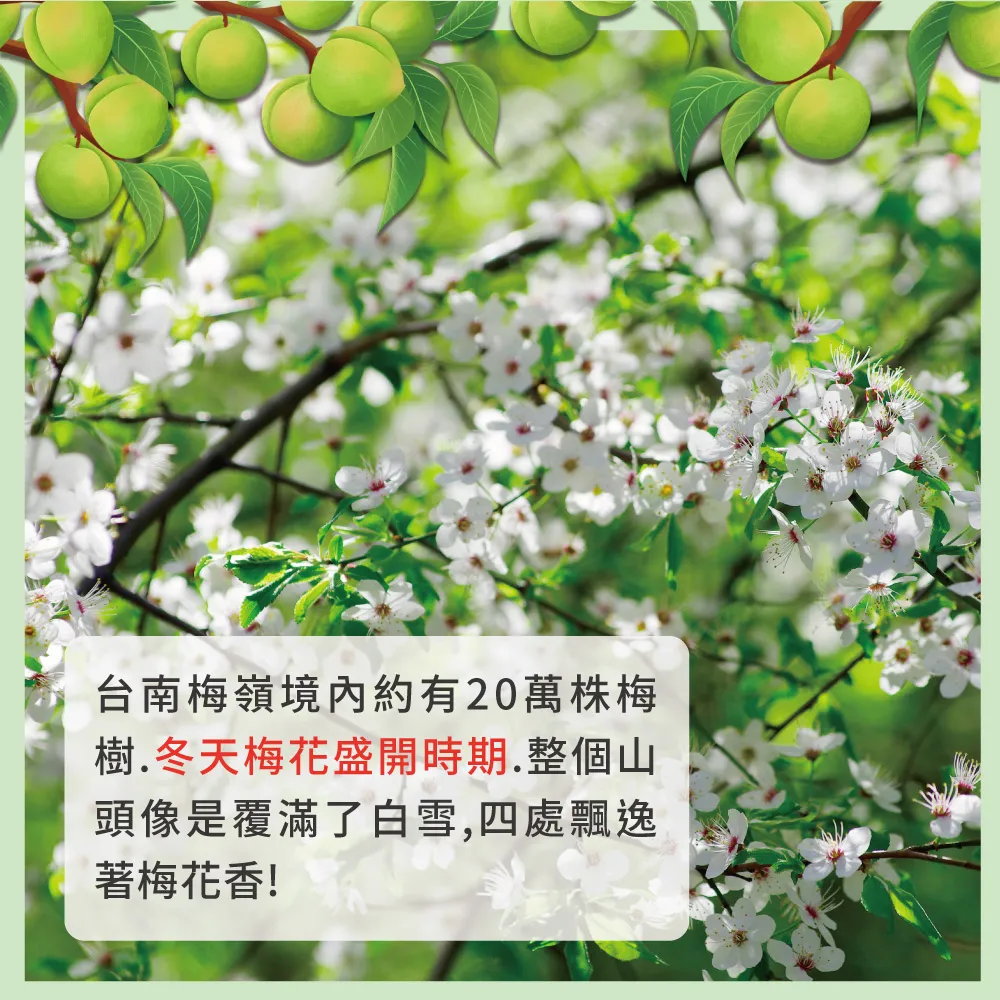 台南梅嶺鮮採青梅/黃梅 10斤/20斤 (依現況採收/冷藏配送)