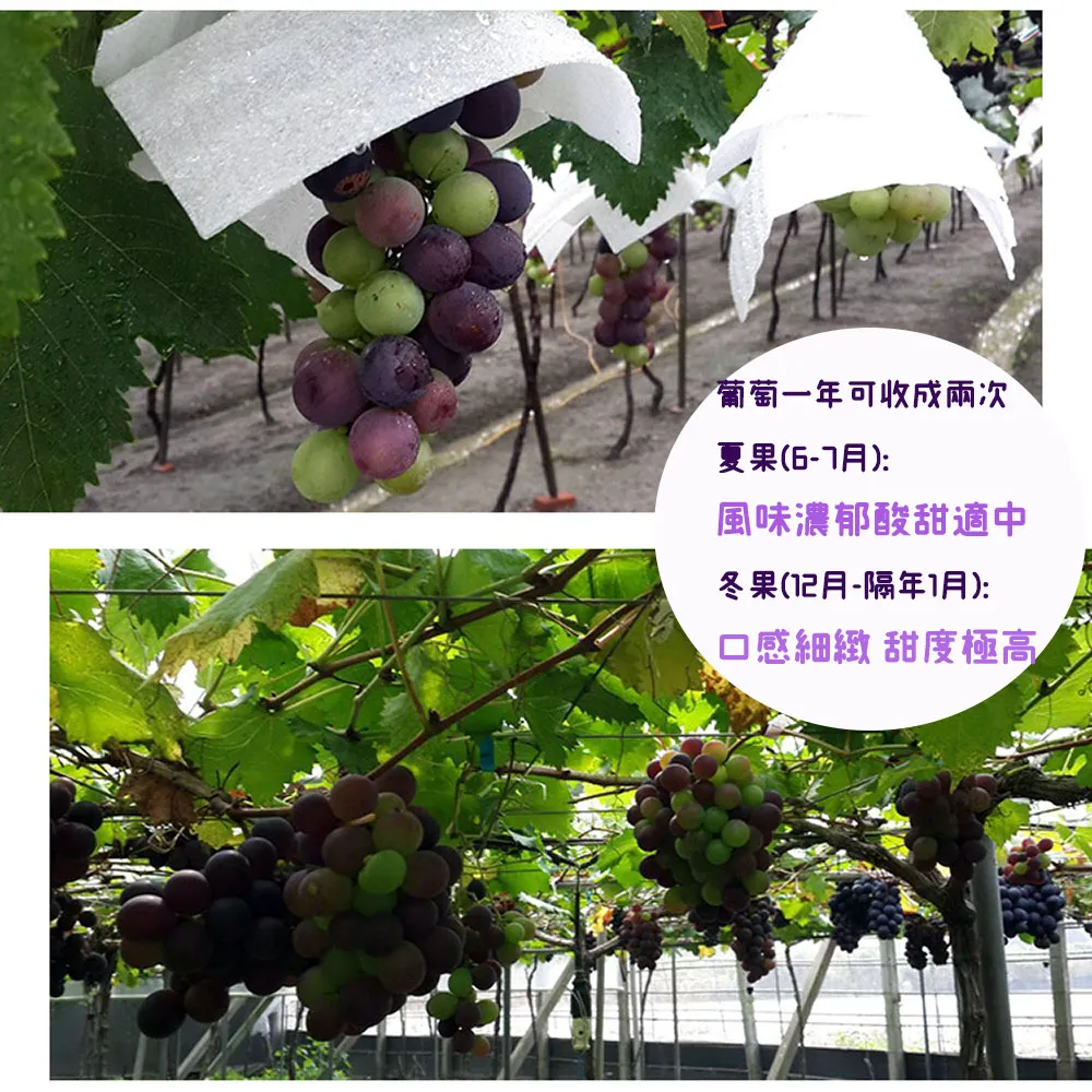 (冷藏)【產地直送】彰化溪湖巨峰葡萄禮盒(冷藏配送)